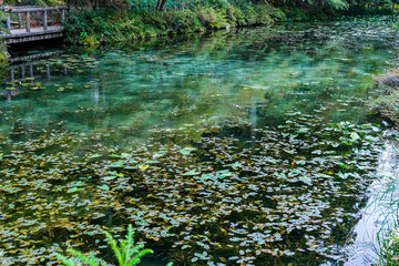岐阜県関市の名もなき池