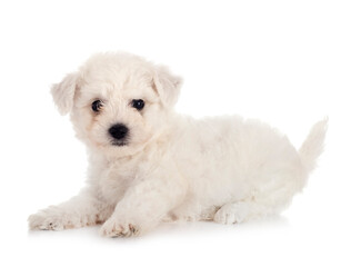 Bichon Frise in studio