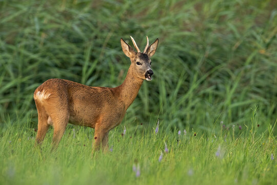 Roe deer, capreolus capreolus, standing on grassland in summertime nature. Roebuck chewing on pasture in summer. Wild brown animal grazing on green meadow.