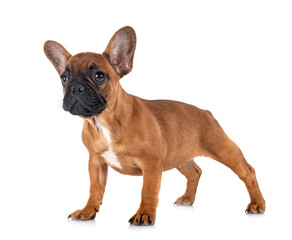 french bulldog in studio