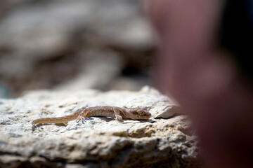 Even-fingered gecko genus Alcophyllex or squeaky gecko in wild nature