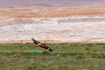 Flight of Steppe eagle or Aquila nipalensis above the ground