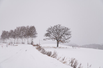美瑛雪にかすむセブンスターの木