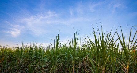 Fototapeta na wymiar Green cane in bright blue sky, nature landscape background