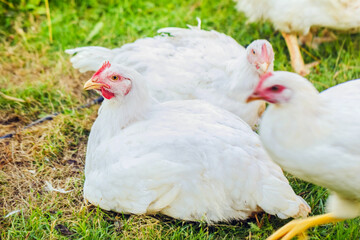 Adult sad white chicken on grass
