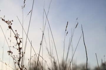 Grass against the evening sky. Aesthetic summer nature background