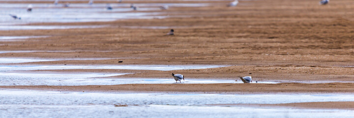 River terns or Sterna hirundo bird on a coast beach looking a food