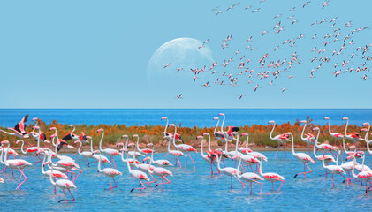 Panele Szklane  Stado ptaków różowe flamingi biegnące po błękitnym słonym jeziorze Izmir Ptasi raj - Izmir, Turcja - Większe flamingi na błękitnym niebie z pełnią księżyca &quot Elementy tego obrazu dostarczone przez NASA&quot 