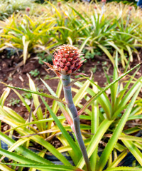 Pineapple plantation