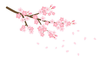桜の枝