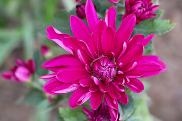 close up of pink dahlia flower  in the outdoor 