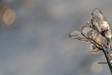 Beautiful blurry background with bokeh and ice branch
