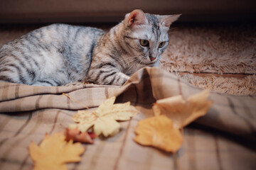 A funny gray cat plays with yellow autumn leaves in the house.