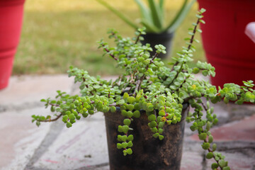  Close up Herbs in a pot Garden 