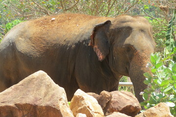 Fototapeta na wymiar Sri Lankan Wild Life. Elephant