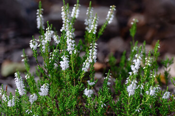 White flowers of Blooming Heather Calluna vulgaris. Beautiful evergreen shrub for the garden.