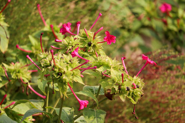 wild rose bush green flower  outdoor 