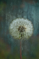 Inflorescence of a delicate dandelion on a summer day against a luminous background.