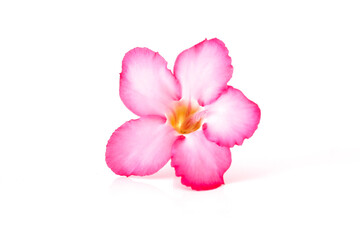Floral background. Close up of Tropical flower Pink Adenium. Desert rose on isolated white background