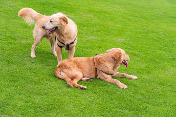 Two cute golden retriever dogs playing to each other on the green grass