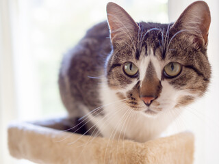 キャットタワーの上の猫