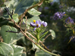 Obraz premium Close up of texture and details of violet flowers
