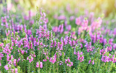 Heather flowers. Bright natural defocused background
