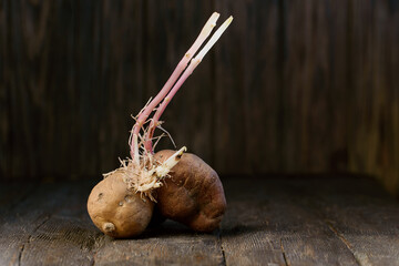 sprouted ugly organic potato on wooden background. Close up. flabby, wrinkled, ugly potatoes with...
