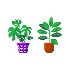 Home garden. Collection of colored flower botanical, bright flowerpot. Set of house plant with leaves, rubber plant ficus herb. Isolated elements on white background. Flat Vector Illustration