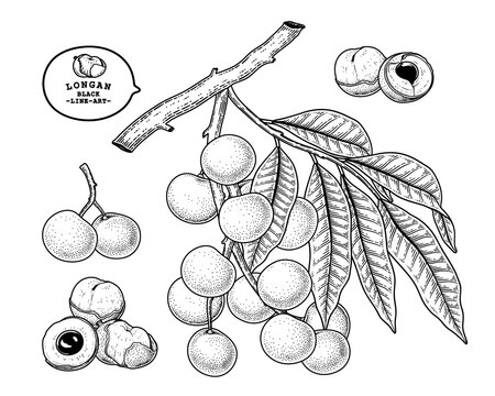 Set of Dimocarpus longan fruit hand drawn elements botanical illustration