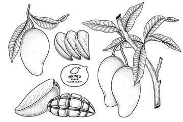 Set of mango fruit hand drawn elements botanical illustration