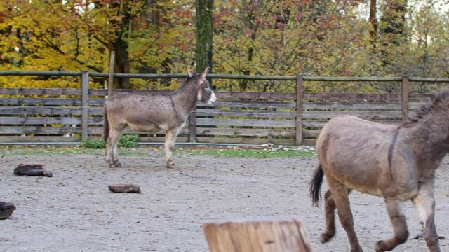 Two Donkeys Playing Together and Running inside a Farm Fence - slow motion