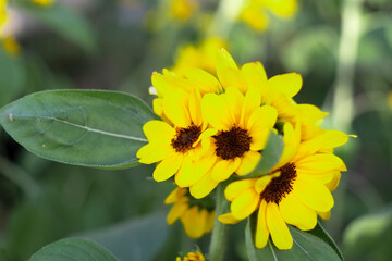 Sunflower blooming. field of blooming sunflowers.