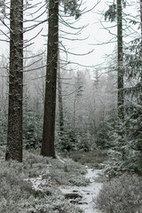 Fototapeta na wymiar Las przykryty śniegiem z prześwitami zieleni