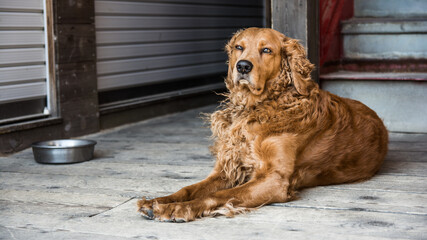 Relaxed golden retriever lying peacefully.