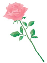 1輪のピンクのバラの贈り物