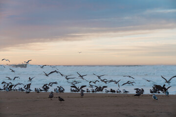 Great colony of sea birds on the beach at sunset. Flock of seagulls and pelicans. Beautiful cloudy sky on background