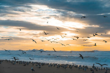 Scenic seascape and flock of birds on the beach at sunset with amazing colorful cloudy sky on background