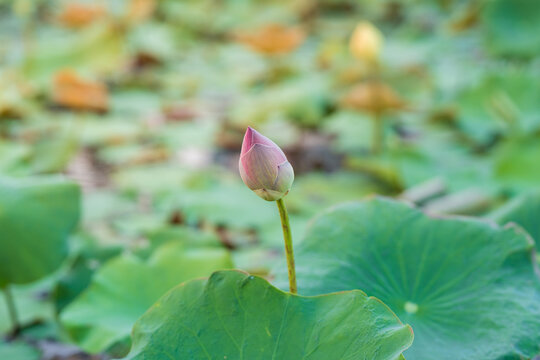 Pink lotus flower in natural pond picture