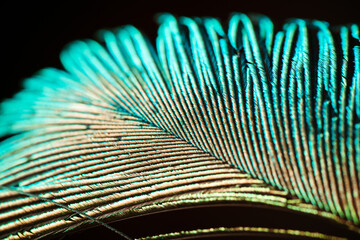 Macro photo of a peacock's feather. Photo with selective focus.