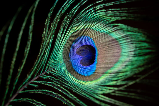 Photo of a peacock's feather. Photo with selective focus.