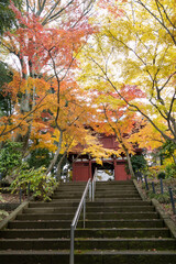 Fototapeta na wymiar 千葉県松戸市の本土寺の紅葉　日本
