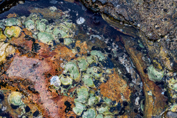 Calcified seashells in stratified rocks.