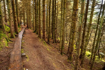 Narrow wooden foot path with anti slippery surface in a forest on a hill. Knoncknarea, county Sligo, Ireland. Great trail with fresh air and great scenery. Outdoor activity concept