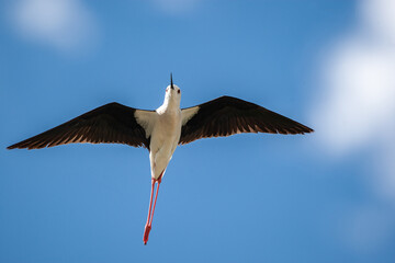 Flying Black Winged Stilt bird.