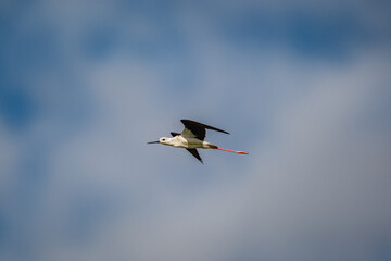 Flying Black Winged Stilt bird.