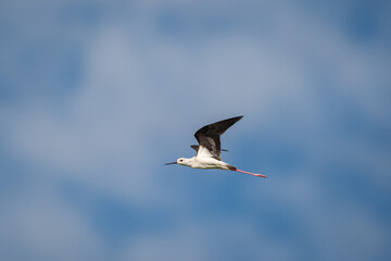 Flying Black Winged Stilt bird.