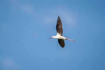 Flying Black Winged Stilt bird.