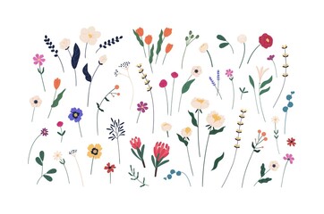 Fototapeta Floral set of beautiful blooming wildflowers and leaves. Botanical collection of cut meadow and garden flowers isolated on white. Elegant spring plants for floristry. Flat vector cartoon illustration obraz
