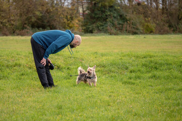 Obraz na płótnie Canvas Bald man in blue hoodie talking with his pet Yorkshire terrier in a park on a green meadow. Looking at each other. Concept friendship and animal care